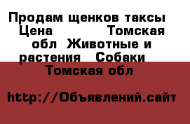 Продам щенков таксы › Цена ­ 2 000 - Томская обл. Животные и растения » Собаки   . Томская обл.